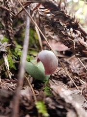 Corybas barbarae
