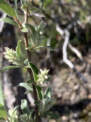 Salix athabascensis