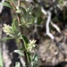 Athabasca Willow - Photo (c) pierannemenard, some rights reserved (CC BY-NC)