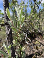 Salix athabascensis