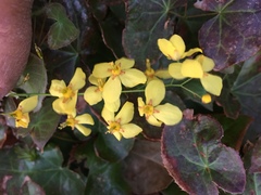 Epimedium × versicolor