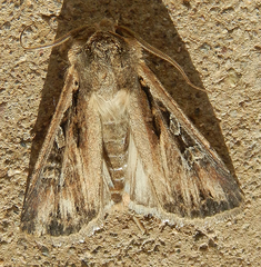 Euxoa olivalis