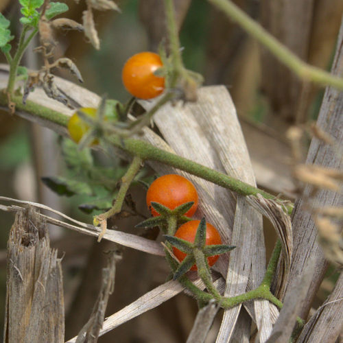 iNaturalist observation photo of tomato