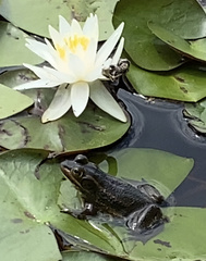 Lithobates virgatipes