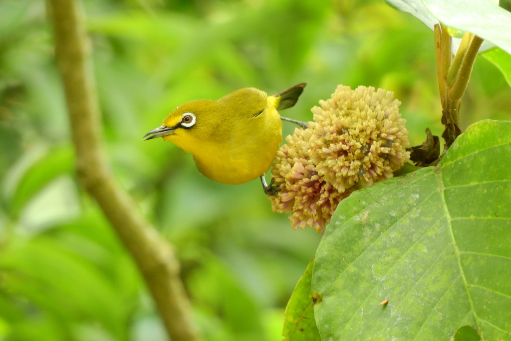 Sangkar White-eye photo