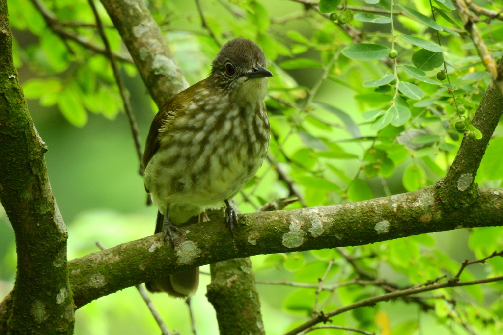 Javan Bulbul