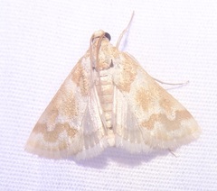 Pseudoschinia elautalis