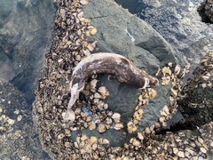 Squaliformes