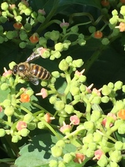 Apis cerana japonica
