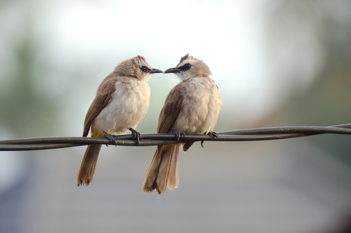 Yellow-vented Bulbul (Pycnonotus goiavier), photo 7