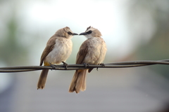 Yellow-Vented Bulbul photo 4