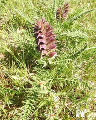 Acanthus syriacus