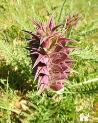 Acanthus syriacus