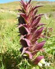 Acanthus syriacus