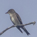 Olive-sided Flycatcher - Photo (c) Juli Mallett, some rights reserved (CC BY-NC), uploaded by Juli Mallett
