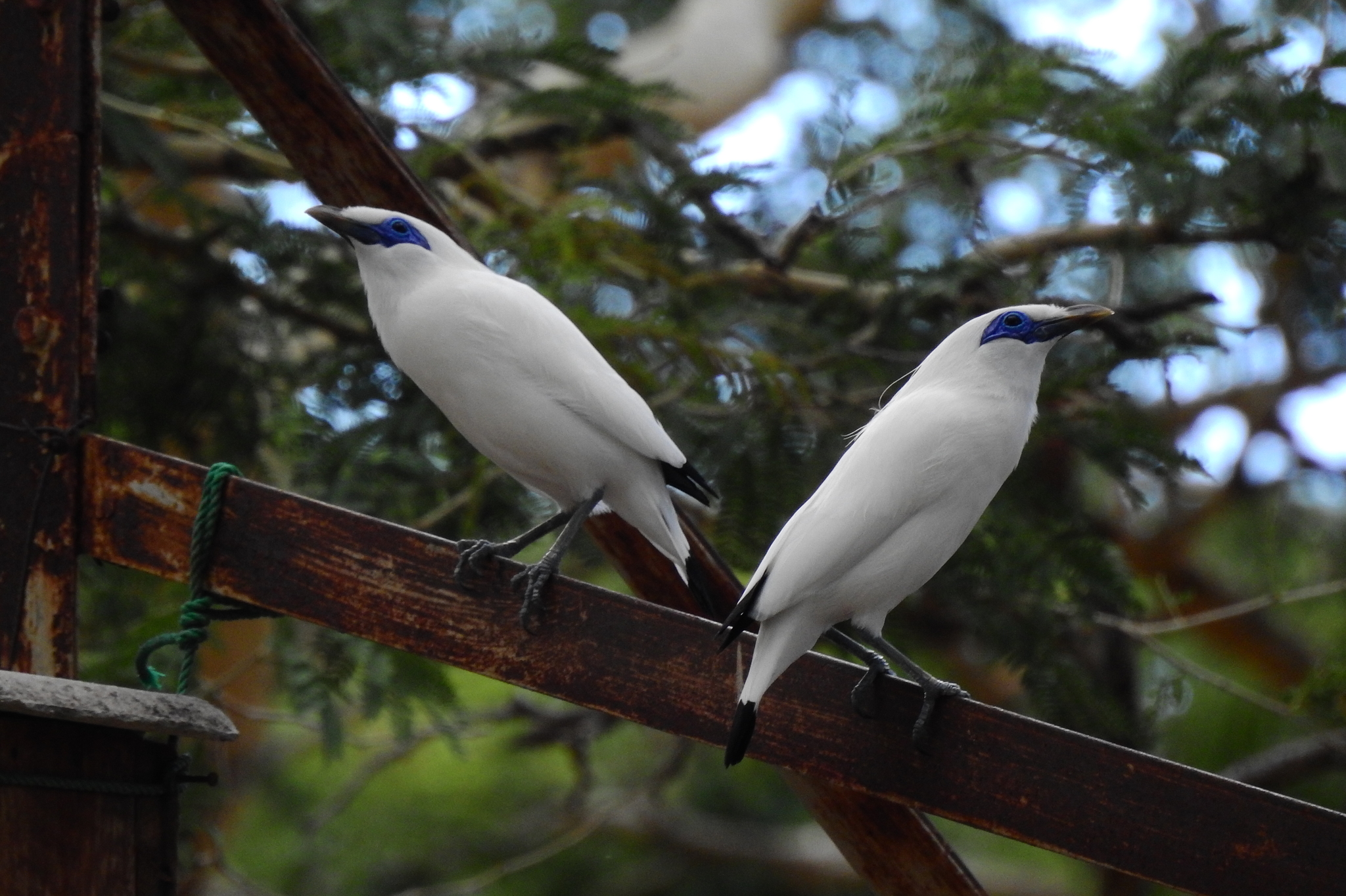 Bali Myna illustration