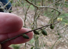 Pittosporum obcordatum