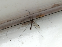 Nephrotoma appendiculata
