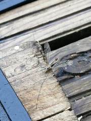 Nephrotoma appendiculata