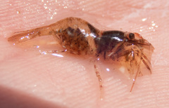 Heptacarpus pugettensis