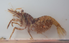 Heptacarpus pugettensis