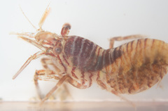 Heptacarpus pugettensis