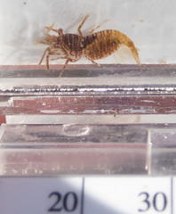 Heptacarpus pugettensis