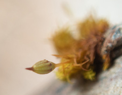 Orthotrichum columbicum