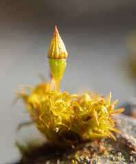 Orthotrichum columbicum