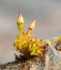 Orthotrichum columbicum