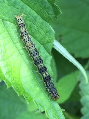 Hypena trigonalis