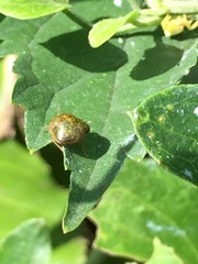 Megacopta punctatissima