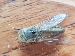 Atylotus latistriatus