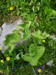 Adenostyles alliariae