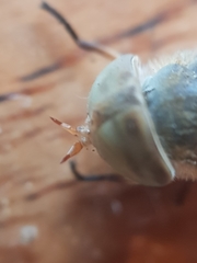 Atylotus latistriatus