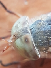 Atylotus latistriatus