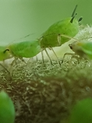 Aphis pomi