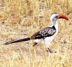 Northern Red-Billed Hornbill photo 4