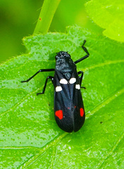 Callitettix versicolor