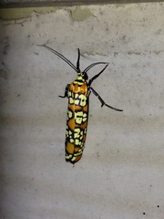 Atteva aurea