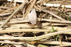 Isturgia arenacearia