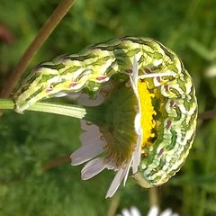 Cucullia chamomillae