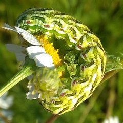 Cucullia chamomillae