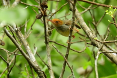 Olive-Backed Tailorbird photo 2