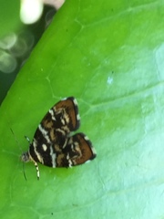 Choreutis japonica