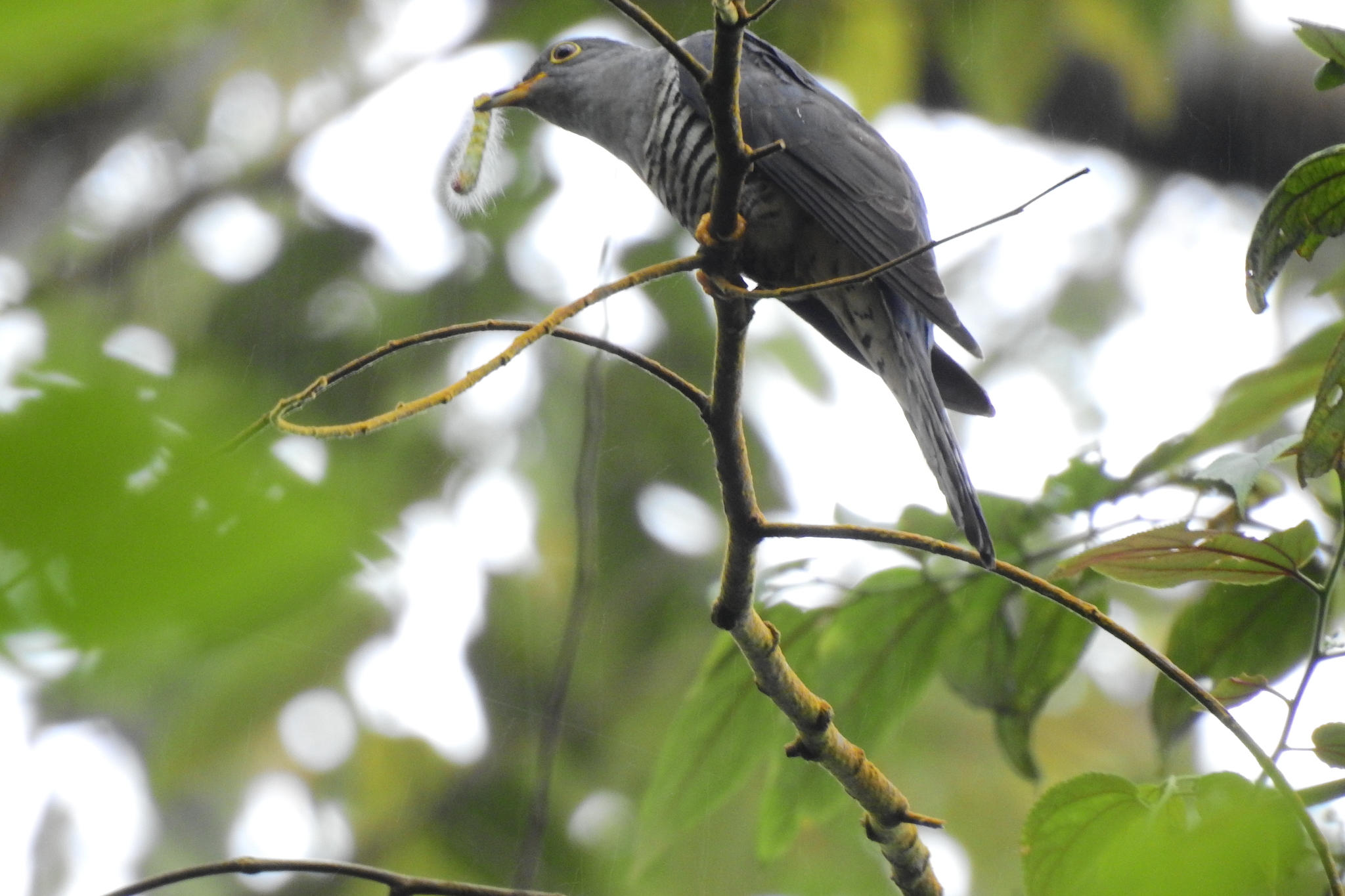 Sunda Cuckoo (Cuculus lepidus), photo 4