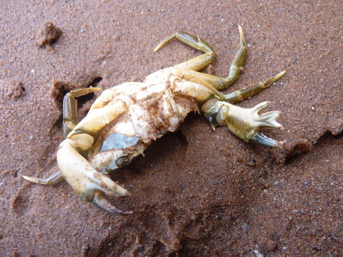 Photo of European green crab (Carcinus maenas)