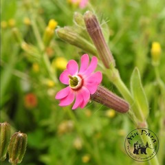 Silene damascena