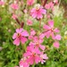 Silene damascena - Photo (c) Gilbert Bou Fayssal, some rights reserved (CC BY-NC), uploaded by Gilbert Bou Fayssal