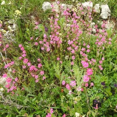 Silene damascena